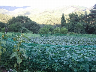 2008_0823katashina0003.jpg