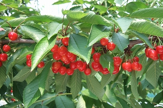 2009_0628iwate0111.jpg
