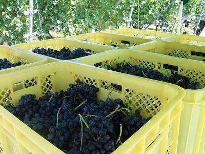 2009_0917yamanashi0013.jpg