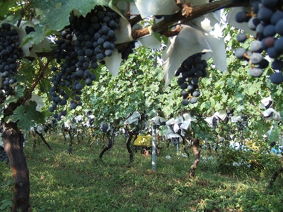 2009_0917yamanashi0022.jpg