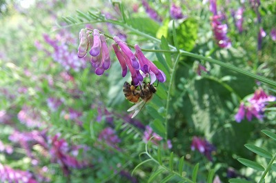 DSCF1811.jpg