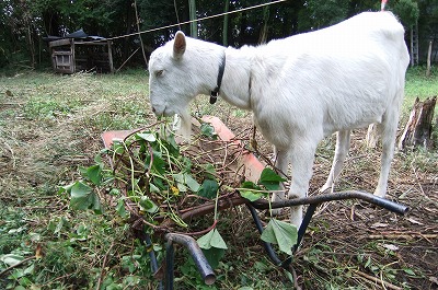 DSCF4381.jpg