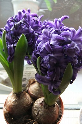 DSCF5537.jpg