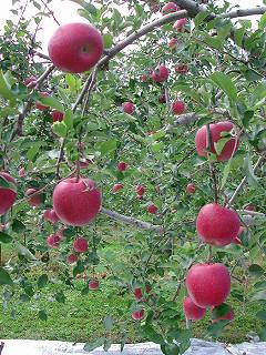apple.jpg