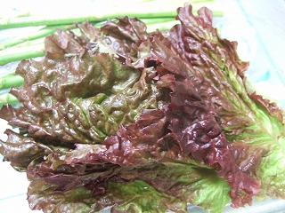 e-2008_0611katashina0046.jpg