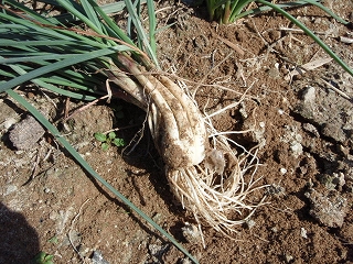 sp-P2230143.jpg