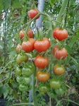 tomato2.jpg