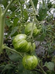 tomato5.jpg