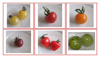 tomatopack.jpg
