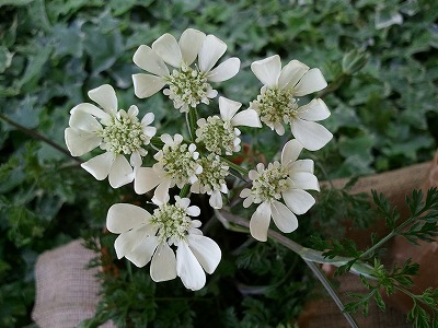国分寺20110508 007.jpg